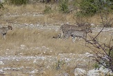Namibie guepards